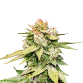 Gorilla Glue Auto autofem (Seed Stockers), США