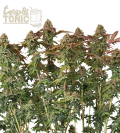 Terp & Tonic Auto autofem (Seed Stockers), США