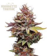 Amaretto Tarmac fem (Seed Stockers), США