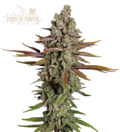 Frosty Tooth fem (Seed Stockers), США