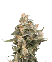 Super Boof Auto autofem (Seed Stockers), США