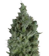 Wendy fem (Trikoma Seeds), Испания