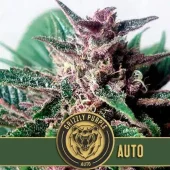 Auto Grizzly Purple autofem (Blimburn Seeds), Испания