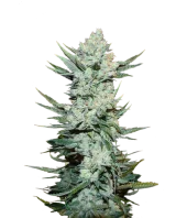 Tangie Auto/Tangie'matic auto fem (FastBuds), Америка