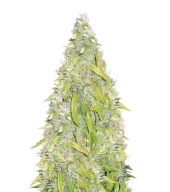 Rock Machine autofem (Doctor Choice), Канада