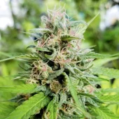 Friesland reg (Super Sativa Seed Club), Нидерланды