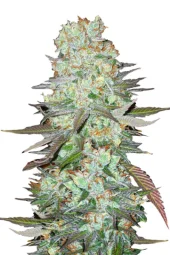 G14 Auto fem (FastBuds), Страна Америка