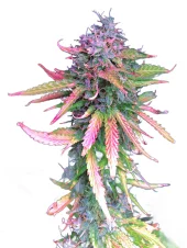 Brain Swirl genetics fem (IZI)