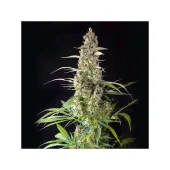 Prima Hollandica reg (Super Sativa Seed Club), Нидерланды