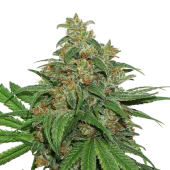 AK420 fem (Seed Stockers), США