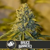 Bruce Banner #3 fem (Blimburn Seeds), Испания