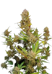 Apricot Auto fem (FastBuds), Америка