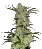 King’s Kush fem (GHS), Нидерланды