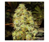 Ice Automatic autofem (Nirvana), Нидерланды