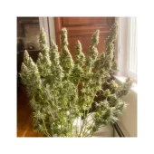 Auto Northern Dragon Fuel autofem (Super Sativa Seed Club), Нидерланды