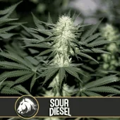 Sour Diesel fem (Blimburn Seeds), Испания