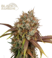 Blackberry Gum fem (Seed Stockers), США