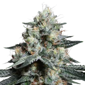 Lava Freeze fem (Super Sativa Seed Club), Нидерланды