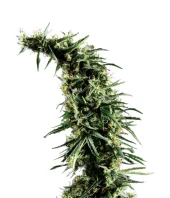 Hawaiian Snow Fem feminised (GHS), Нидерланды