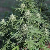 Royal Cookies Auto autofem (Royal Queen Seeds), Испания