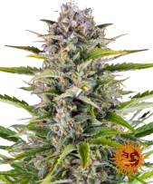 Gorilla Zkittlez Auto fem (Barney's Farm), Нидерланды