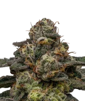 Zombie Bride fem (Ripper Seeds), Испания