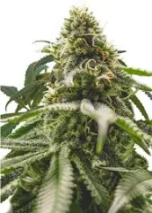 Green Crack Punch fem (Royal Queen Seeds), Испания