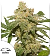 Auto Oh My Gusher autofem (Dutch Passion), Нидерланды