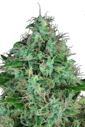 Serious 6 reg (Serious Seeds), Нидерланды