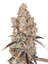 Holy Snow Fem feminised (GHS), Нидерланды