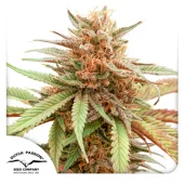 Durban Dew fem (Dutch Passion), Нидерланды