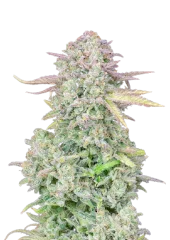 Original Trainwreck Auto fem (FastBuds), Америка