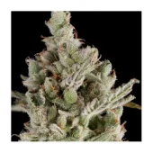 Sweet Madness Auto autofem (Trikoma Seeds), Испания