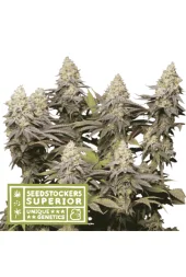 Panty Punch fem (Seed Stockers), США