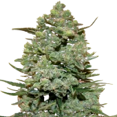 Cookies Kush fem (Barney's Farm), Нидерланды