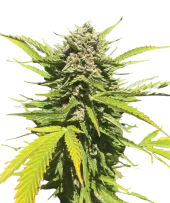 Banana Melt fem (Humboldt Seed Company), США