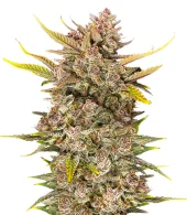 Ztrawberriez Auto fem (FastBuds), Америка