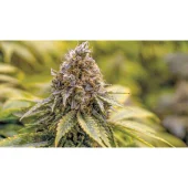 Karel's Dank reg (Super Sativa Seed Club), Нидерланды