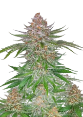 Strawberry Pie Auto fem (FastBuds), Америка