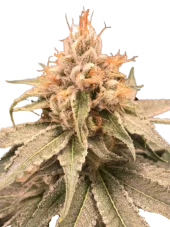 OG Russian genetics fem (IZI)