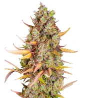 Wedding Cheesecake FF fem (FastBuds), Америка