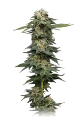 Black Magic Auto fem (Mavericks Genetics)