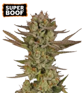 Super Boof fem (Seed Stockers), США