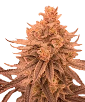 Dullbutter fem (R-Kiem Seeds), Испания