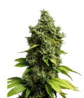 Auto Jack Herer genetics fem (IZI)