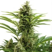 Vesta Auto autofem (Buddha Seeds), Испания