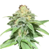 Auto Shkiper Kush genetics fem (IZI)