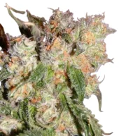 DO-G fem (Ripper Seeds), Испания