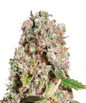 Mendocino Skunk fem (Paradise Seeds), Нидерланды
