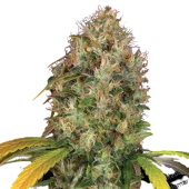 Dutch Kush fem (Paradise Seeds), Нидерланды